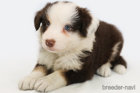 成約済の神奈川県のボーダーコリー-319175の2枚目